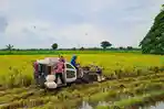 Harga Gabah Tuban Tembus Rp 7.200, Petani Justru Tercekik Biaya Panen