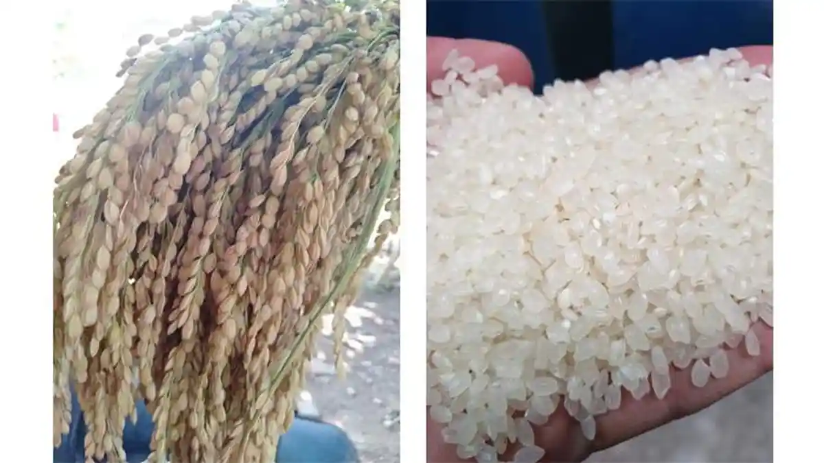 Sukses Substitusi Beras Japonica, Beras Tarabas Dipuji Lebih Unggul Di Pasar Beras Dunia