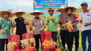 Polres-Sukoharjo-Gelar-Panen-Jagung-Serentak-Kuartal-II.jpg