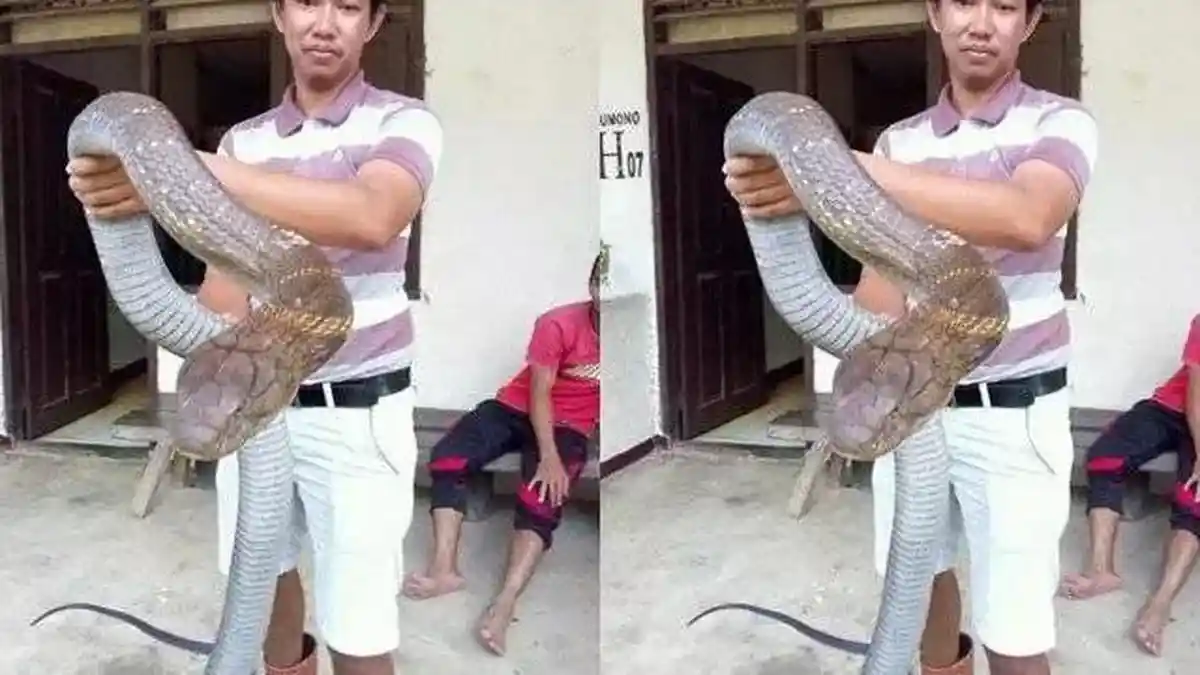 Tak Boleh Asal-Asalan Pelihara Ular, Pakai 4 Trik dari Pakar Gigitan Ini Agar Tak Celaka