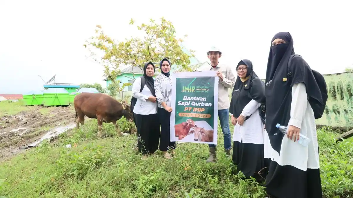 PT IMIP Salurkan 35 Sapi Kurban di Momen Idul Adha 2024