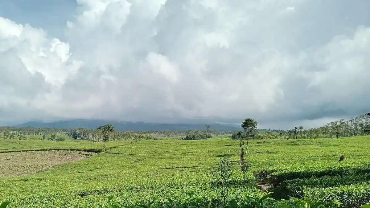 Prakiraan Cuaca Kepahiang Bengkulu Rabu 25 Juni 2025, Berawan dan Berkabut