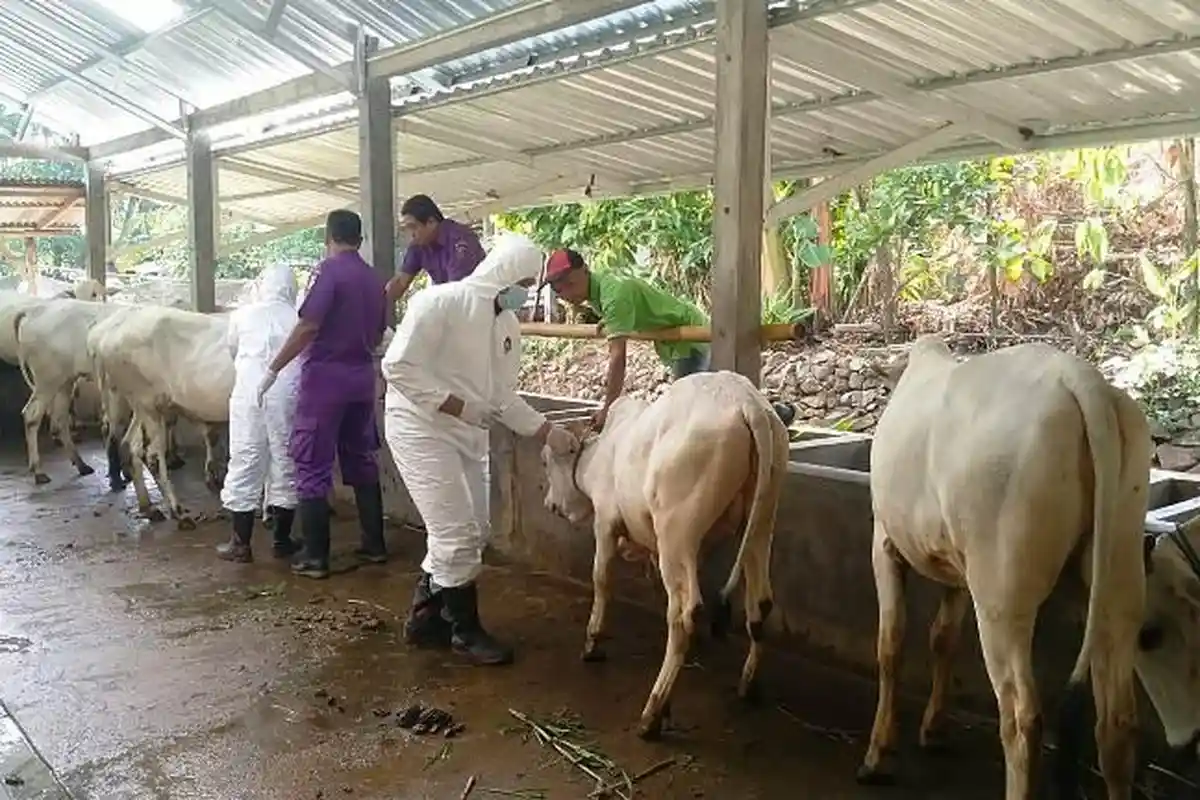 Kerahkan Full Team, Vaksinasi PMK di Jepara Telah Sasar 17 Desa