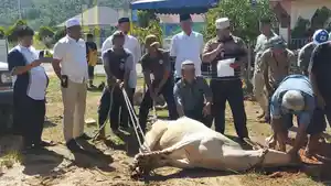 polres-tapteng-sembelih-hewan-kurban-idul-adha-2022.jpg