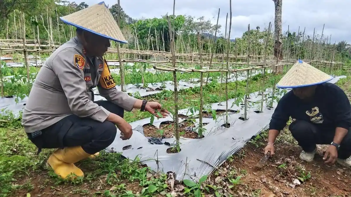 Kapolsek Sosopan Monitoring Lahan: Dukung Program Ketahanan Pangan di Palas