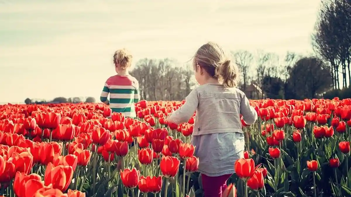Ternyata Harga Bunga Tulip Pernah Lebih Mahal dari Emas Lo! Ketahui Deretan Fakta Unik Tanaman