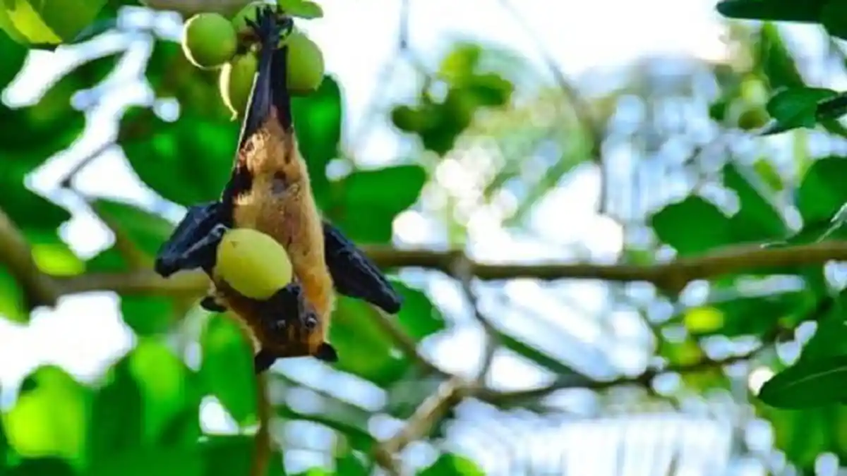 Virus Nipah Jadi Ancaman Baru, Manusia Bisa Terpapar dari Kelelawar Buah