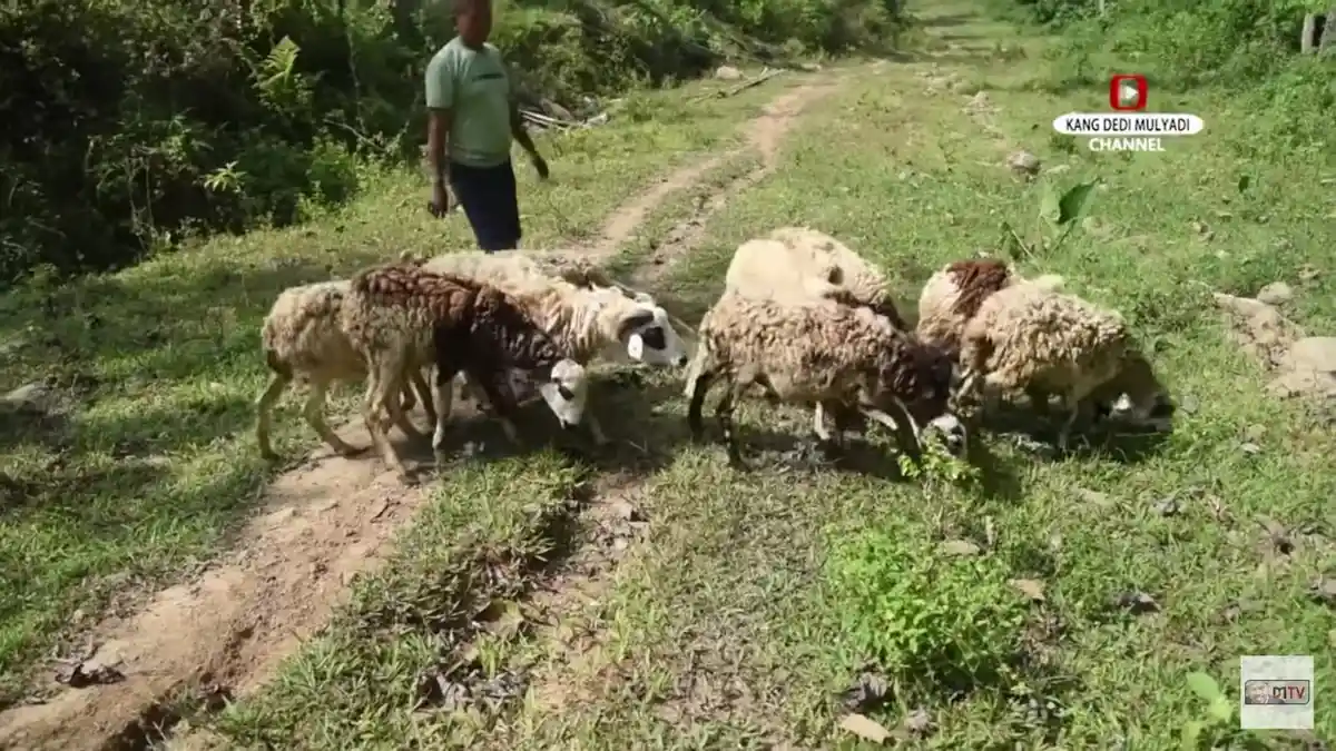 Kang Dedi Beri Domba ke Warga Sanggabuana, tapi Harus Ikhlas Bila Dimakan Macan: Mereka Butuh Makan
