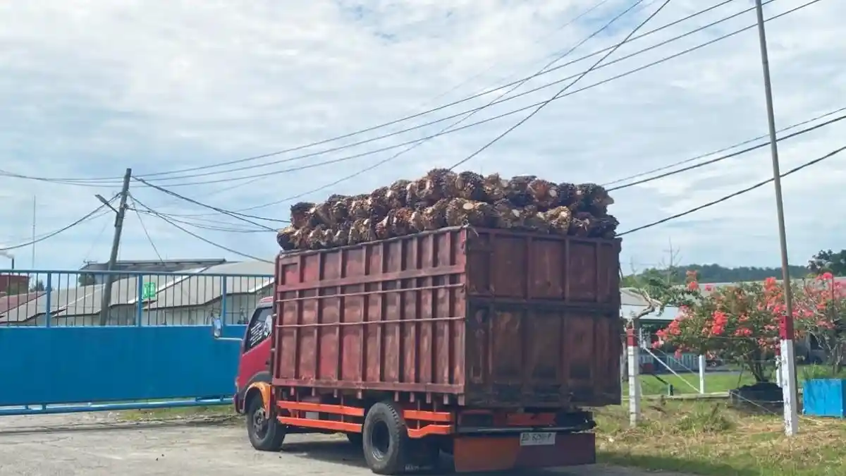 Harga TBS Sawit Senin 30 Juni 2025 di Bengkulu Selatan Naik Rp 100 Per Kilogram 