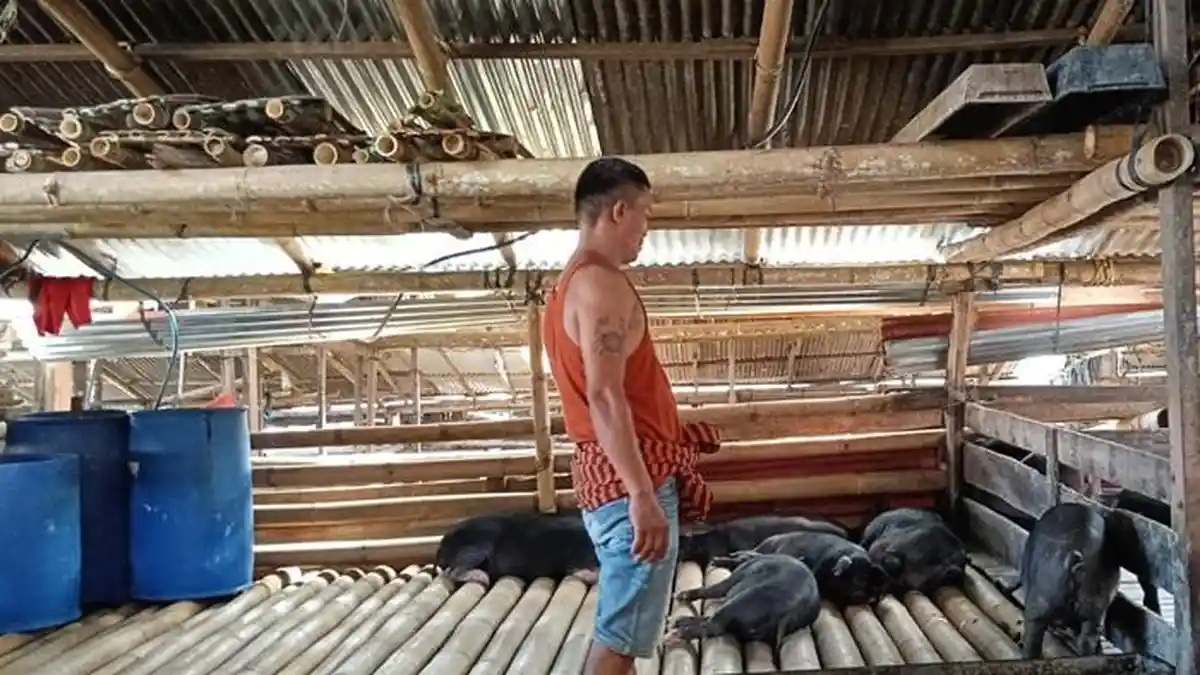 Harga Babi di Pasar Hewan Bolu Toraja Utara Stagnan, Permintaan Mulai Menurun