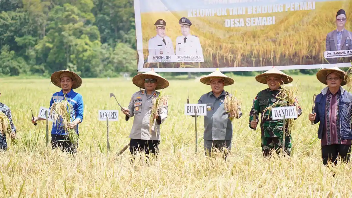 Kapolres Sekadau Suyono Hadiri Panen Raya Padi Genjah di Desa Semabi