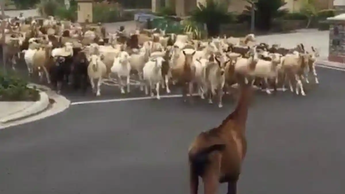 200 Kambing Serbu Komplek Perumahan, Bikin Warga Kaget dan Teriak Histeris