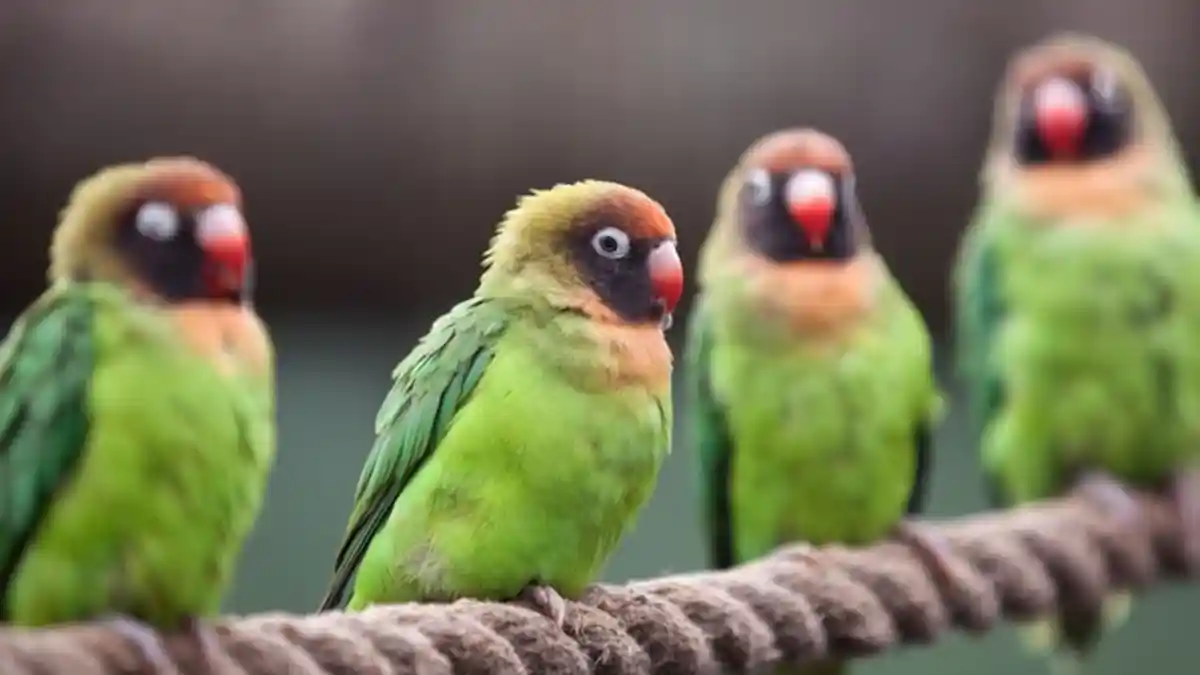 Pecinta Burung, Perhatikan Cara Ini Ketika Mau Mandikan Hewan Peliharaanmu