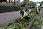 Dinas Pertamanan Jakarta Memperbaiki Taman Rusak Terinjak Massa