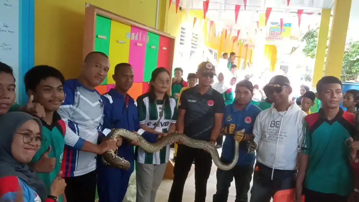 Siswa dan Guru SMPN 2 Karimun Dikejutkan Oleh Ular Sanca Sepanjang Dua Meter Saat Goro