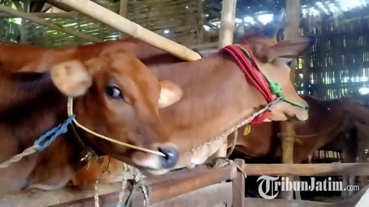 Virus LSD Serang Puluhan Sapi di Sampang, Pemkab Ajukan Bantuan Vaksin ke Pemprov Jatim