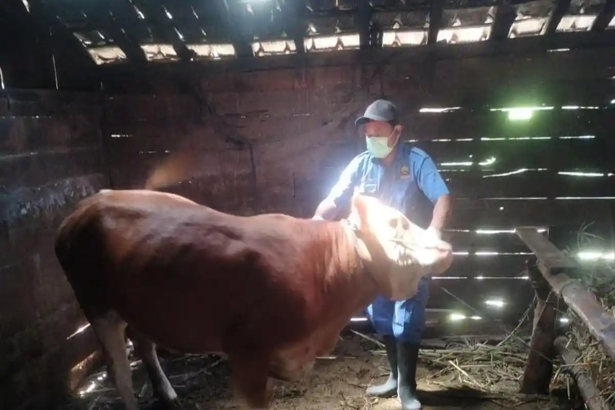 360 Sapi Positif PMK di Blora, 2.000 Dosis Vaksin Disebar ke Seluruh Desa Selama 3 Hari