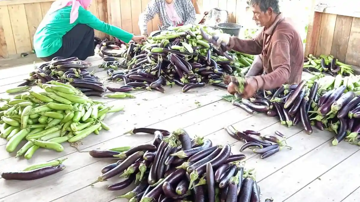 Tanpa Bakar Lahan, Petani Kalteng Sumringah Nikmati Hasil Panen di Demplot Gambut