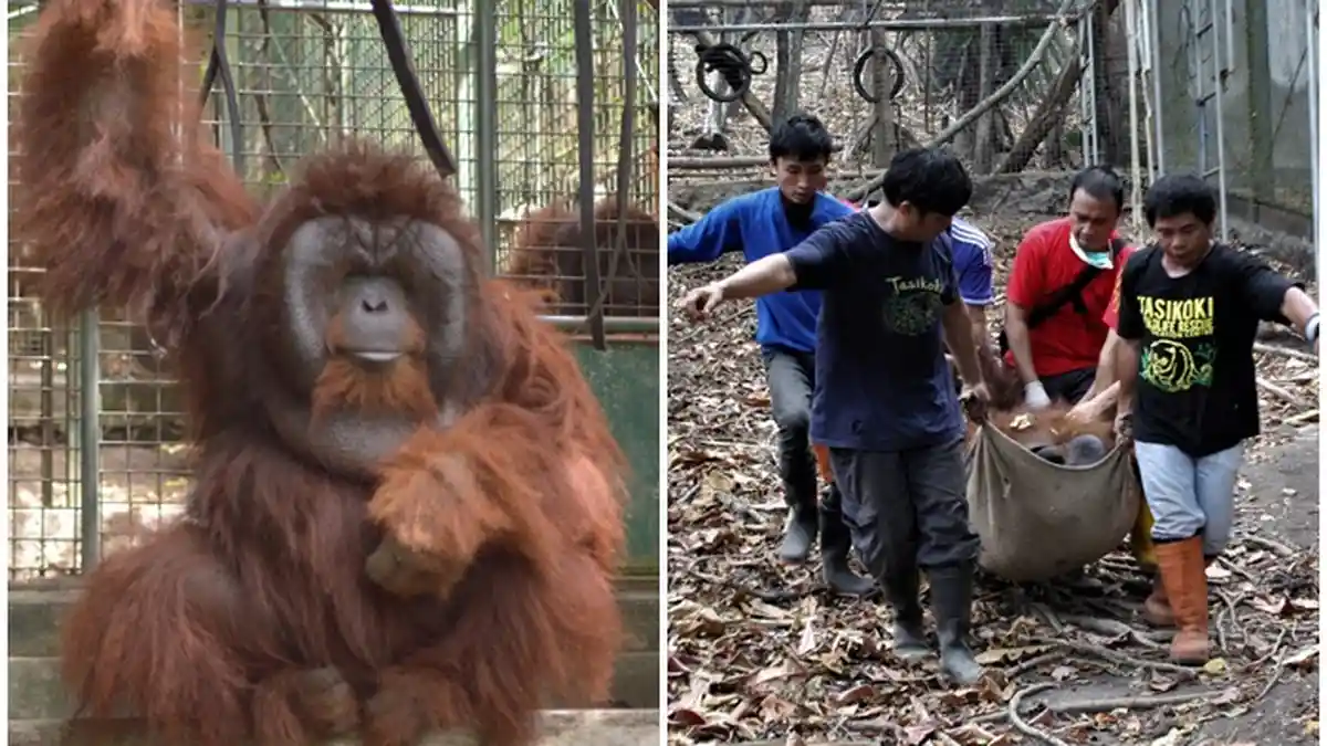 Iskandar dan Bento On The Way ke Hutan Kalimantan, Cerita Singkat Dua Orangutan Sampai ke Bitung