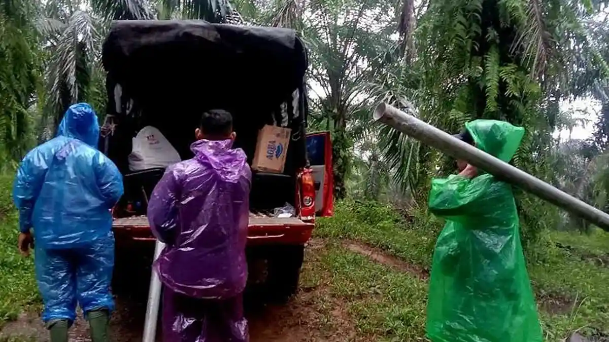 Seekor Sapi Mati Diterkam Harimau Sumatera di Pasaman, BKSDA Berencana Pasang Kandang Jebak