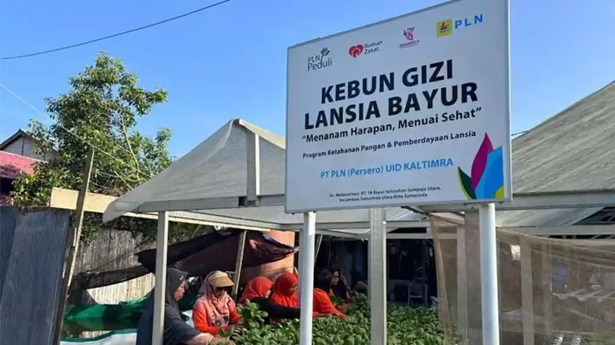 Kebun Gizi Lansia PLN UID Kaltimra Tunjukkan Dampak Nyata bagi Masyarakat Samarinda - Tribunkaltim.co