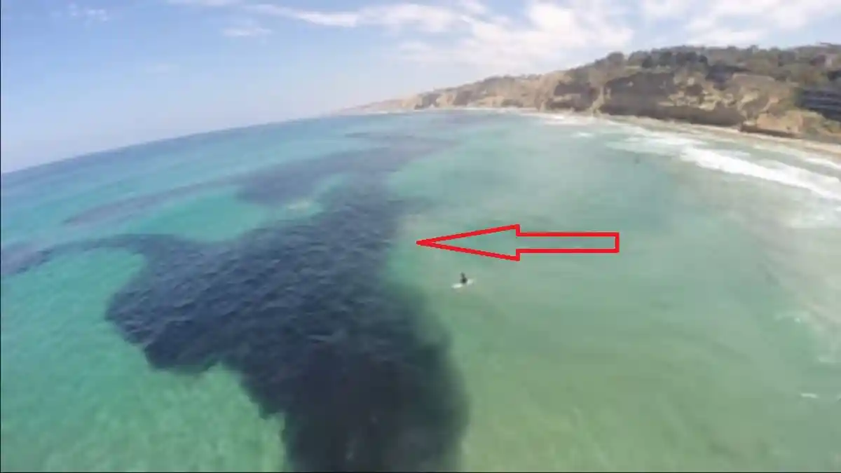 Sekilas Terlihat Seperti Tumpahan Minyak di Laut, tapi Ketika Dilihat dari Dekat, Bikin Terperangah!
