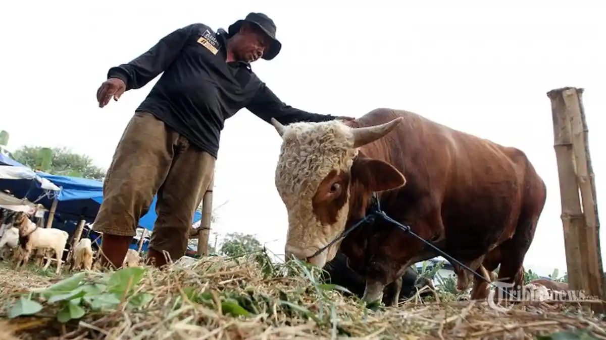 Muhammadiyah Tetapkan Iduladha 1441 H Jatuh Jumat, 31 Juli 2020, Puasa Arafah 30 Juli 2020