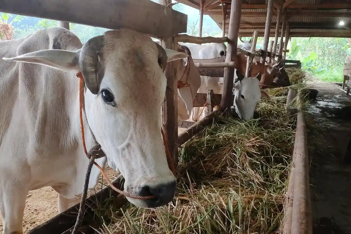 Pedagang Sapi Kurban di Majalengka Marema, Suhri Sudah Bisa Jual 12 Ekor Sapi