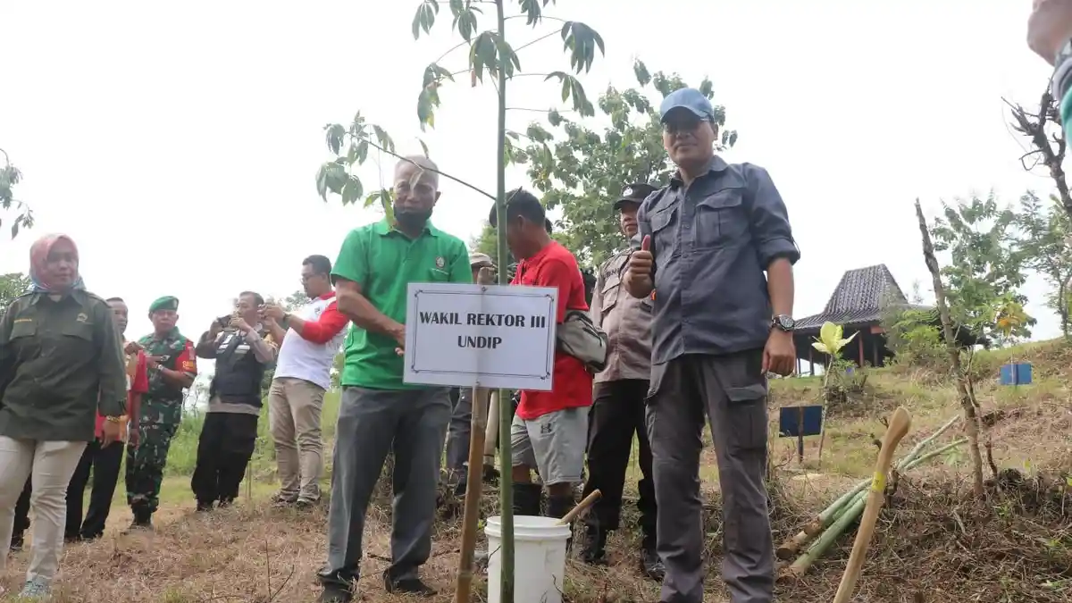 Turut Berkontribusi Tanggulangi Banjir, UNDIP Tanam 7.500 Pohon Randu di KHDTK Wanadipa Penggaron