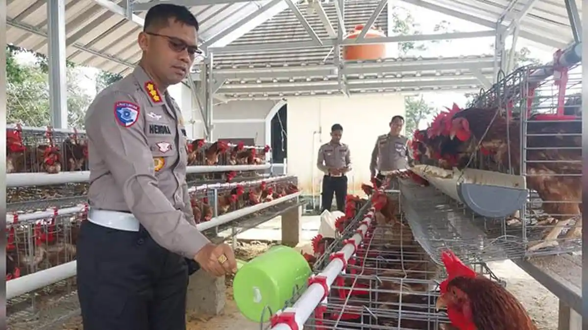 Dukung Program Ketahanan Pangan, Polda Bangka Belitung Panen Telur Ayam
