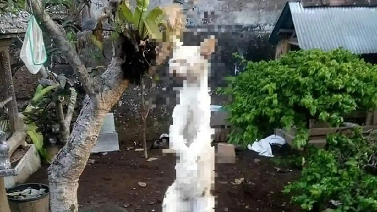 Viral Medsos, Kesal Merpatinya Hilang, Pria Ini Gantung Kucing yang Diduga jadi Pemangsanya