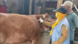 vaksinasi-PMK-Kediri-sapi.jpg