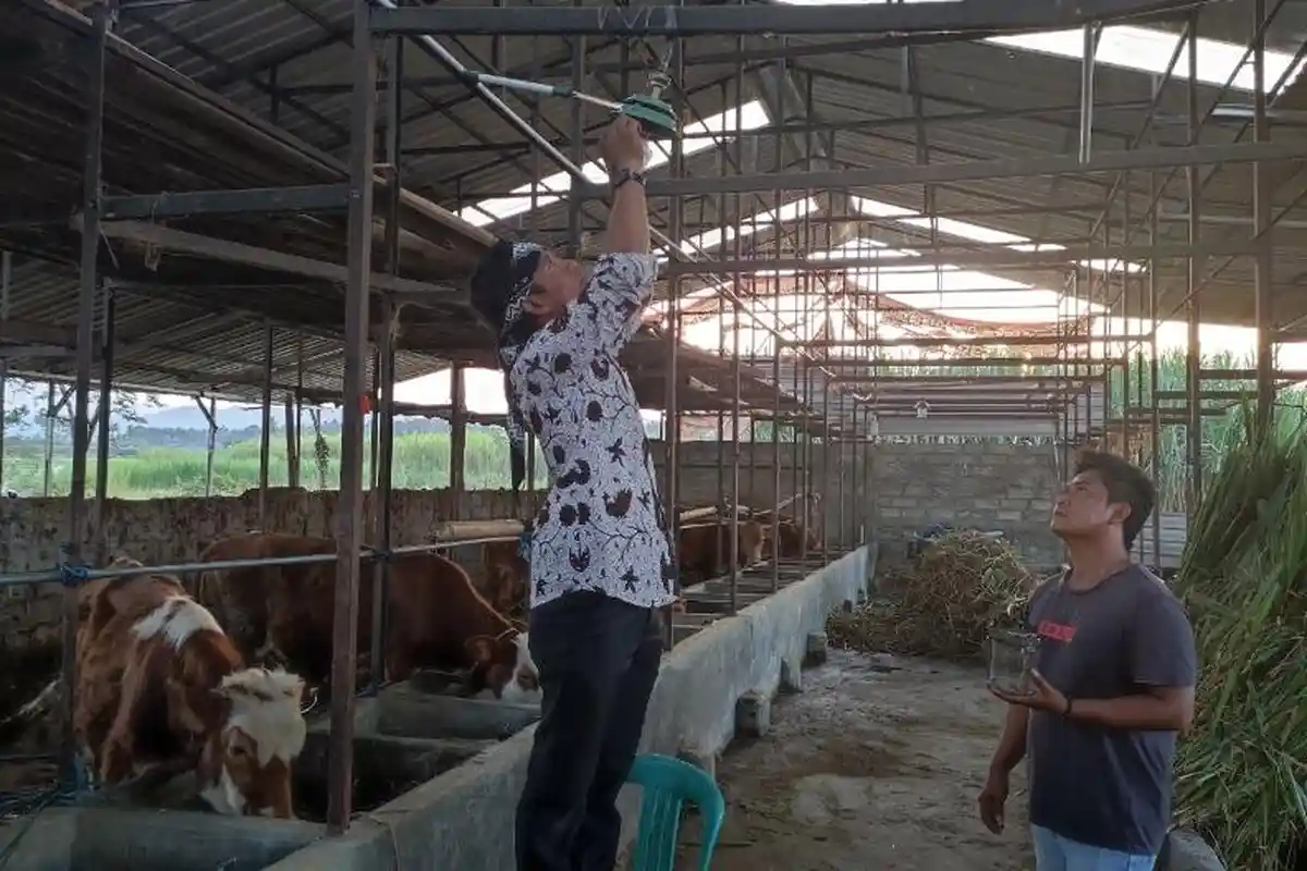 Cerita Kades Kadirejo Kabupaten Semarang Olah Kotoran Sampi Jadi Lampu Biogas dan Pupuk Kandang