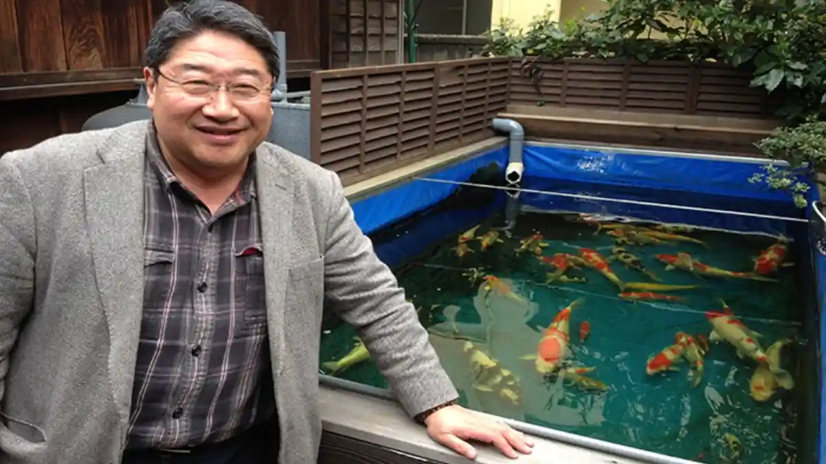 Ini Kisah Pecinta Ikan Koi di Jepang