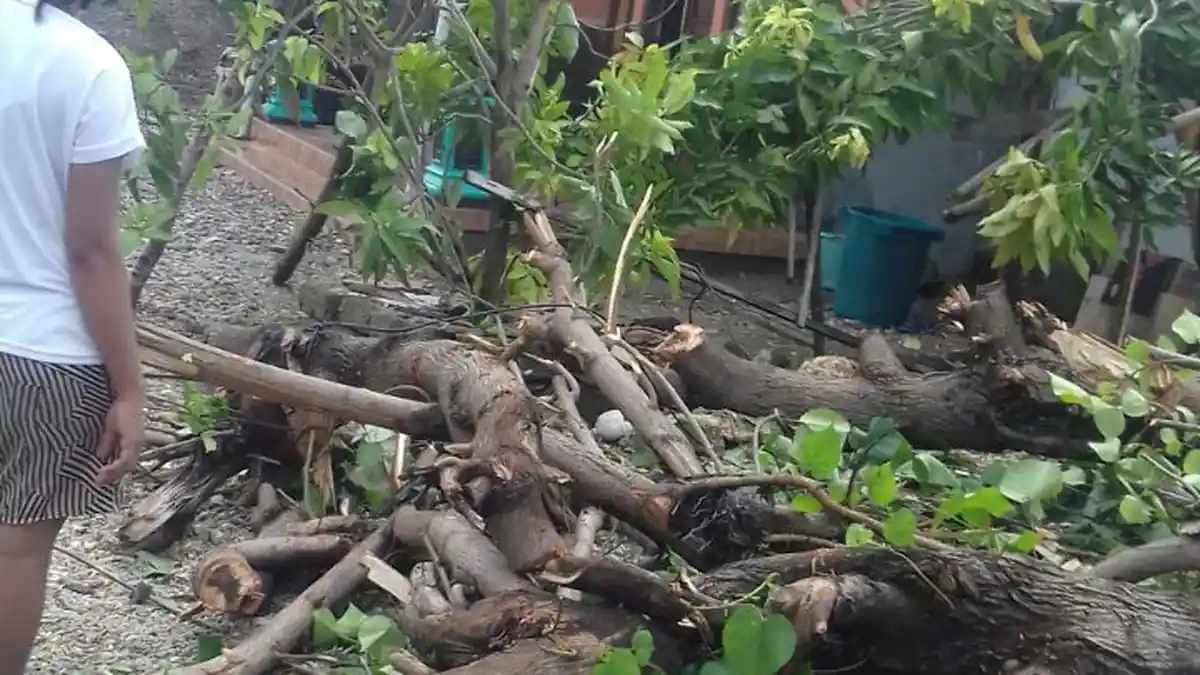 Pohon Asam Berdiameter 1 Meter Ini  Tumbang dan Menindih Rumah Lambertus Klau