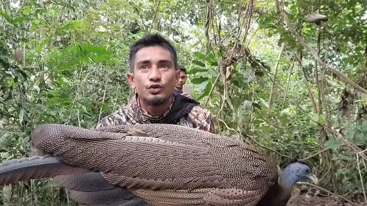 Sempat Dinyatakan Punah di Indoneisa, Viral Burung Kuau Raja Ditemukan di Perbatasan Aceh Utara
