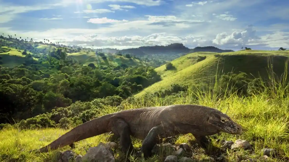 Dari Komodo Hingga Cenderawasih, Pemerintah Ingin Sewakan Hewan Langka ke Negara Lain