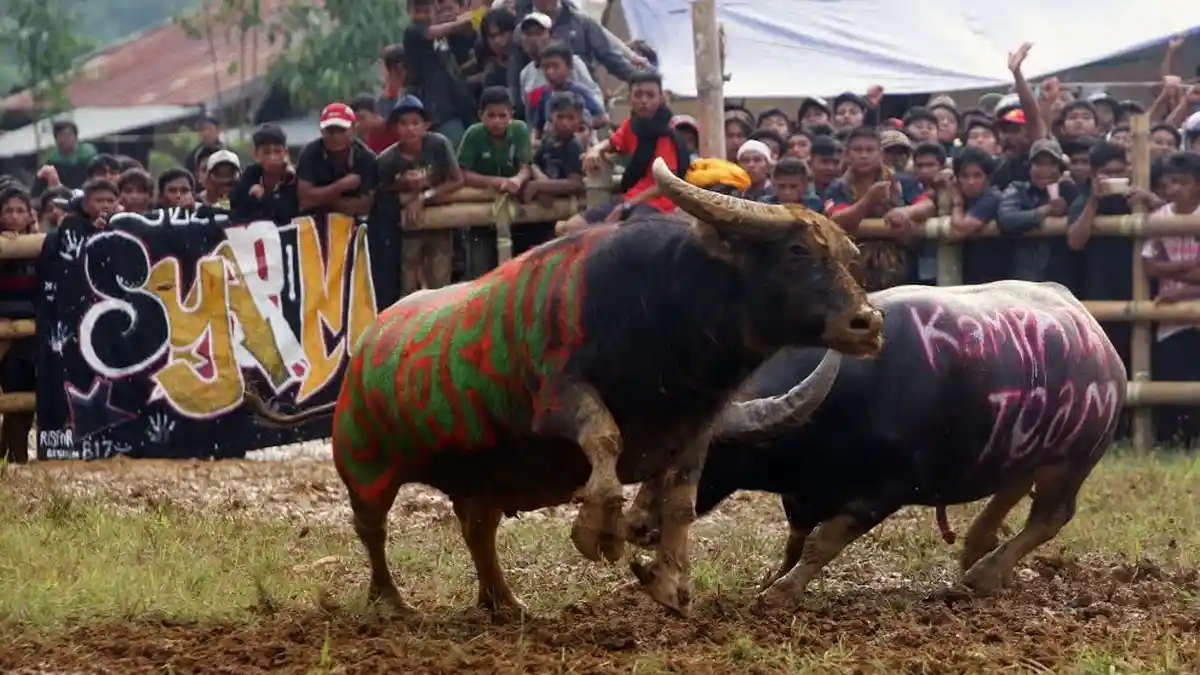 Foto-foto Tedong Silaga di Tallunglipu Toraja Utara - ted2_20171230_150708.jpg