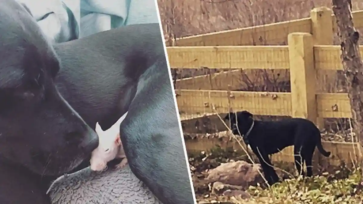 Setiap Hari Anjing Ini Kunjungi Kuburan Tikus, 2 Tahun Lalu Mereka Punya Kisah Sebahagia Ini