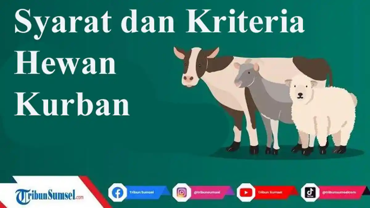 Ini Usia Sapi dan Kambing untuk Kurban, Pahami Berikut Tata Cara Penyembelihan di Masa Pandemi