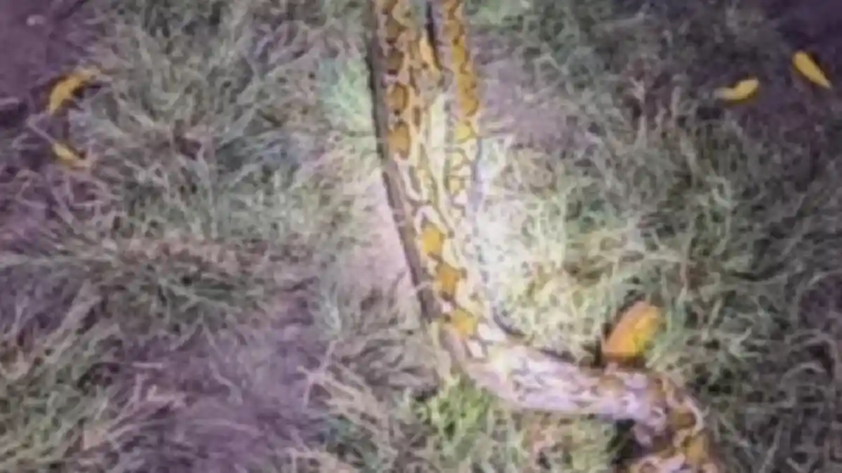 Penyebab Belakangan Banyak Muncul Ular di Mamuju, Damkar Minta Warga Melapor