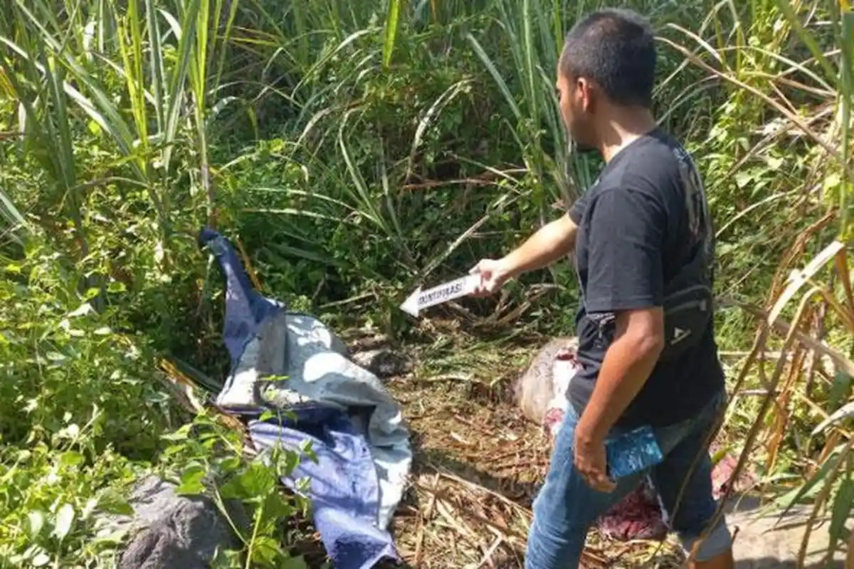 Marak Pencurian Kerbau di Lumajang Jelang Lebaran, Ternak Curian Langsung Disembelih di Tempat