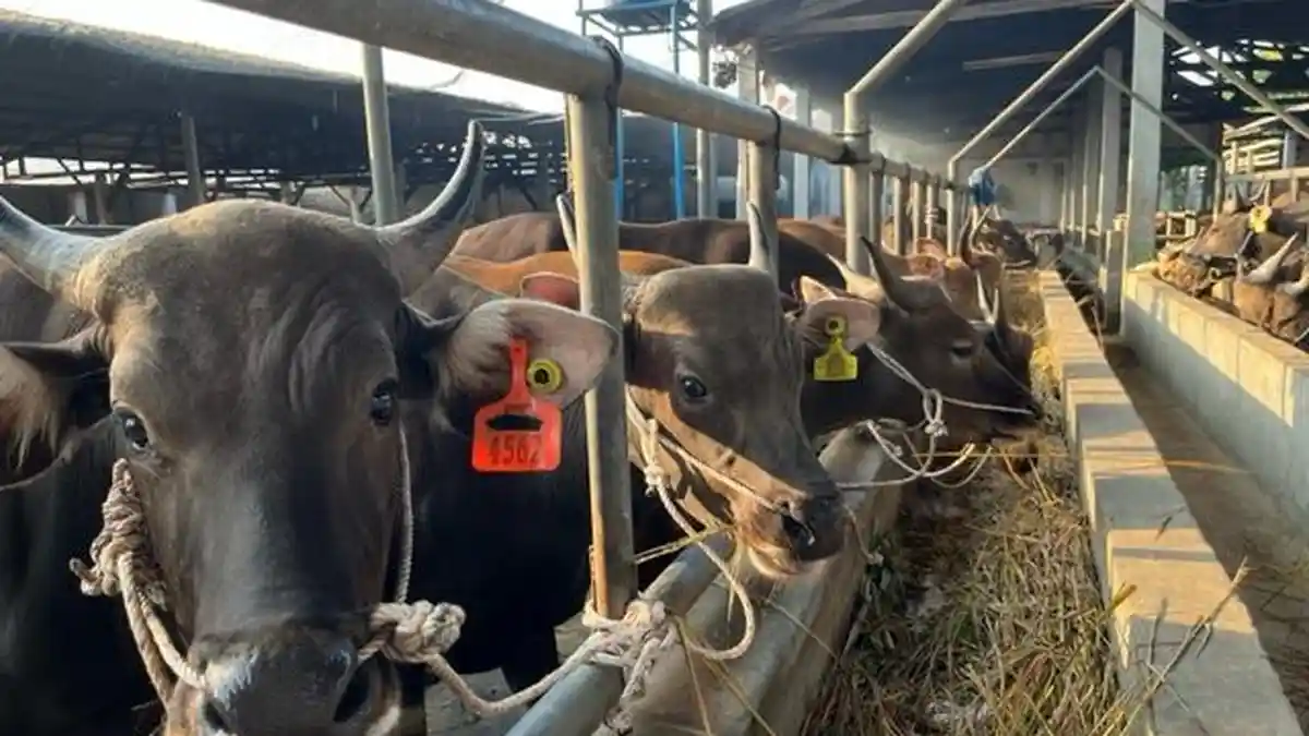 3 Pekan Jelang Iduladha, 1.600 Sapi Sudah Terjual di Mall Hewan Qurban Depok