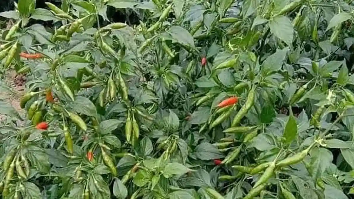 Cabai Rawit Tak Lagi Pedas di Pasar, Petani Menangis Jelang Tahun Ajaran Baru