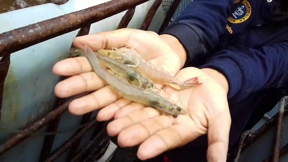 Selain Udang Vaname, Teknologi Ini Cocok untuk Budidaya Abalon dan Teripang