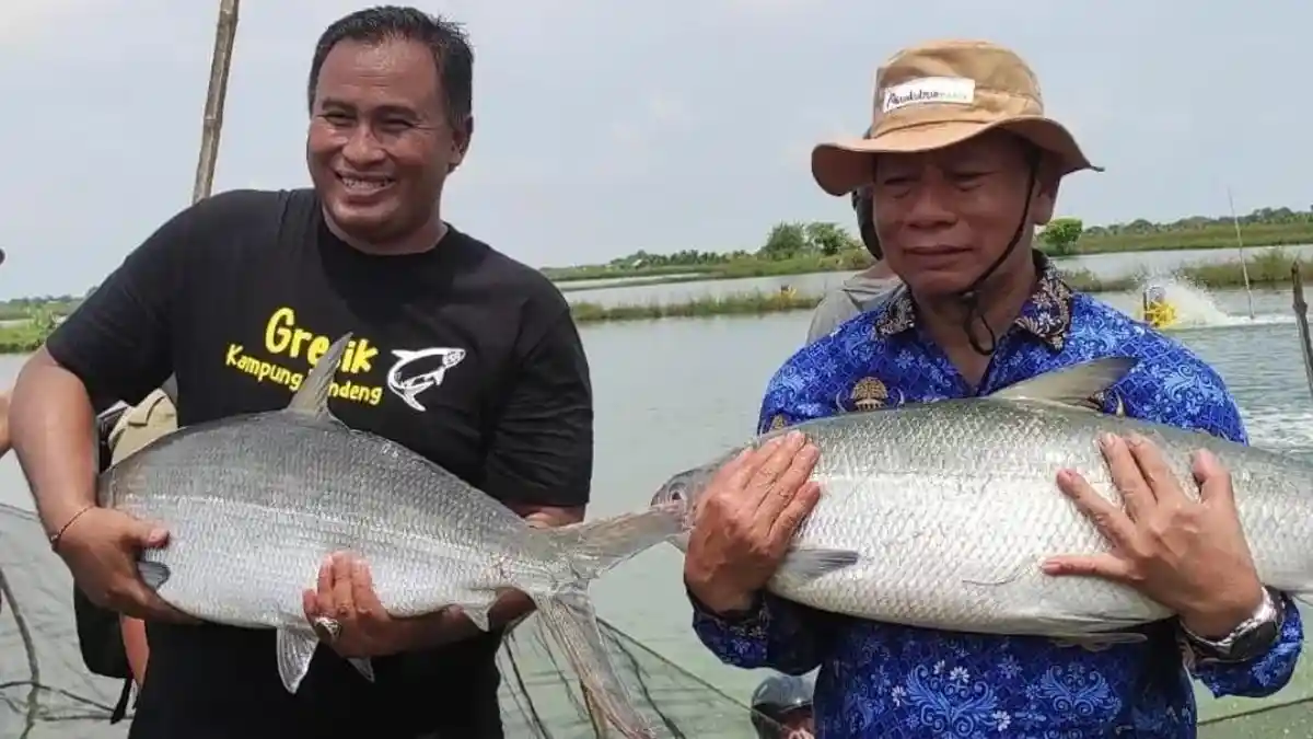 Kontes Bandeng Gresik 2023: Petambak Ujungpangkah Siapkan Bandeng Kawak Usia 12 Tahun