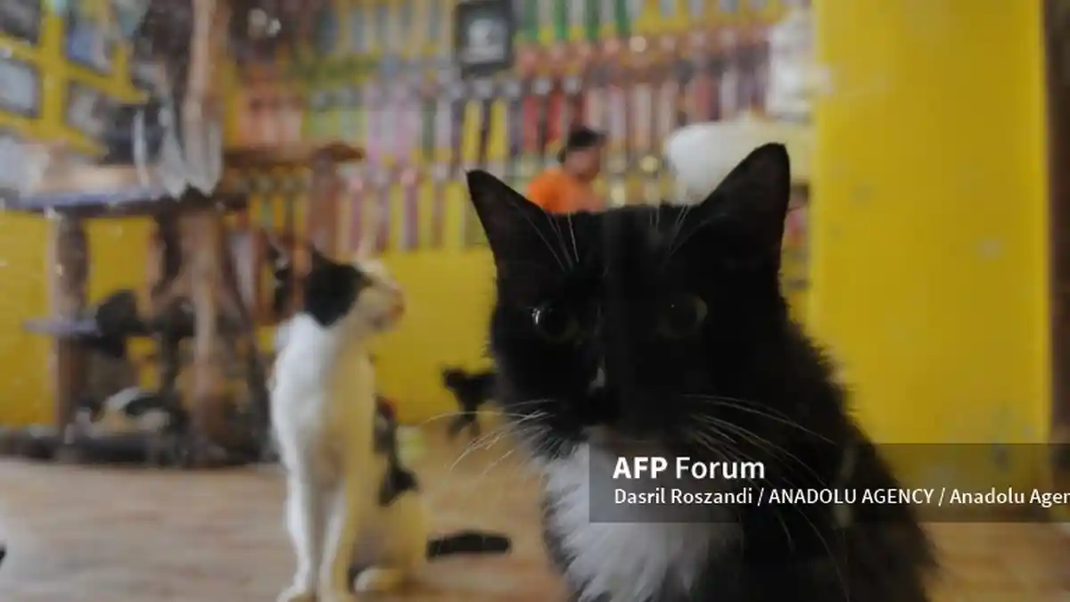 Cara Merawat Kucing Flu di Rumah Biar Cepat Sembuh, Kenali Gejala Flu Kucing