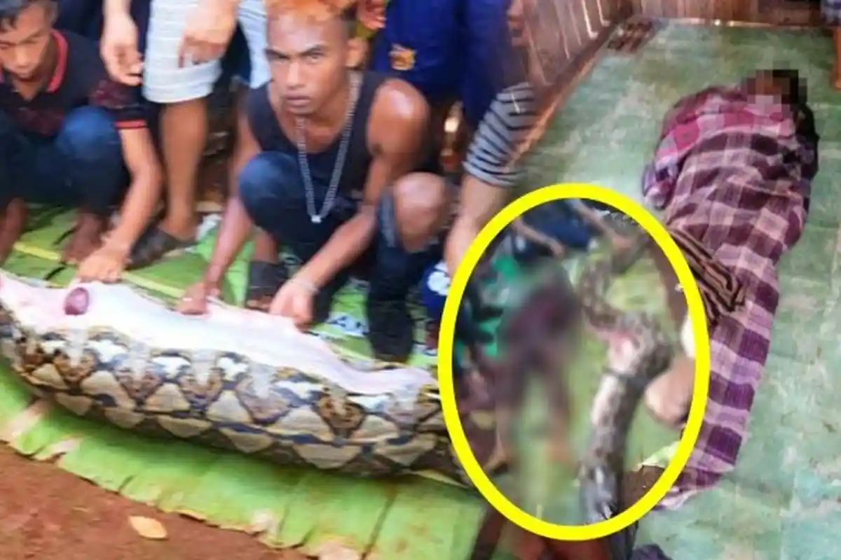 Pamit di Malam Takbiran, Wanita di Sulawesi Ditemukan dalam Perut Ular, Kasus Serupa Pernah Terjadi