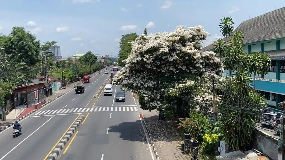 Pesona Bunga Tabebuya Bermekaran, Percantik Jalur Semarang-Solo di Ungaran