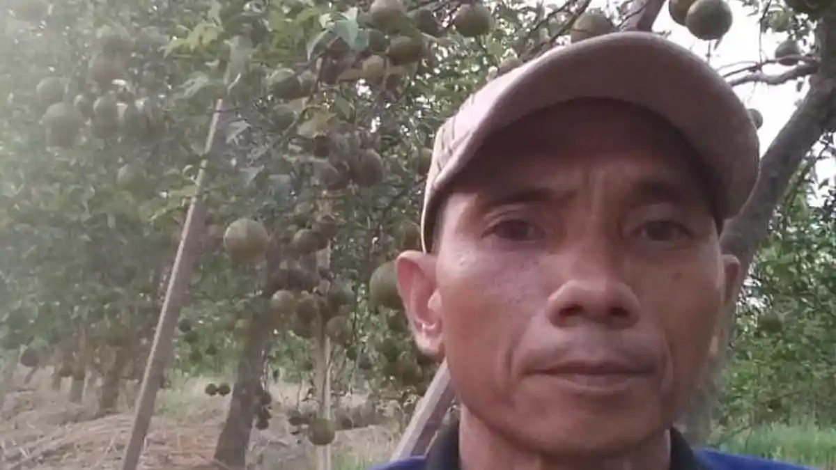 Astambul Panen Jeruk, Begini Ciri Khas Buahnya